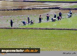 بهار در  مازندران