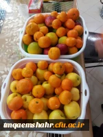 برگزاری اردو به مناسبت  بزرگداشت روز ملی مازندران همراه با خانم دکتر نظر چوب سرپرست مرکز 7