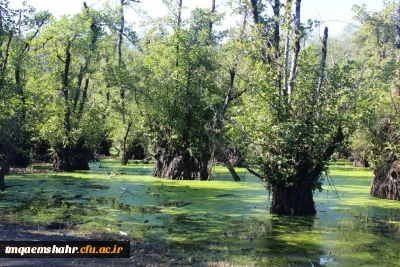 اردوی یک روزه قائمشهرگردی