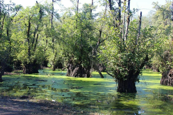 اردویی یک روزه قائمشهر گردی  2