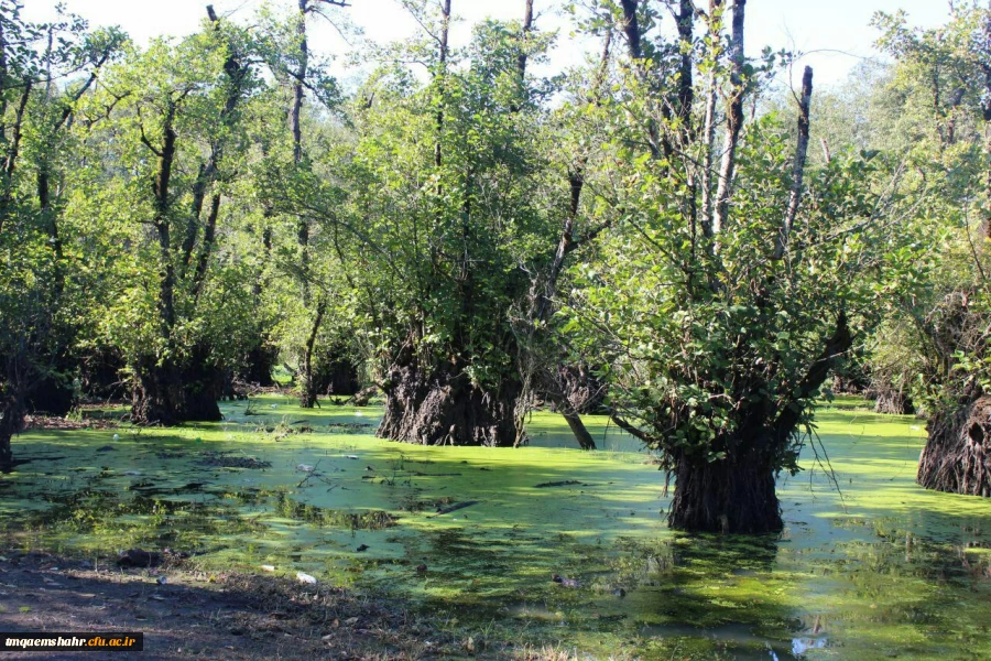 اردویی یک روزه قائمشهر گردی  2